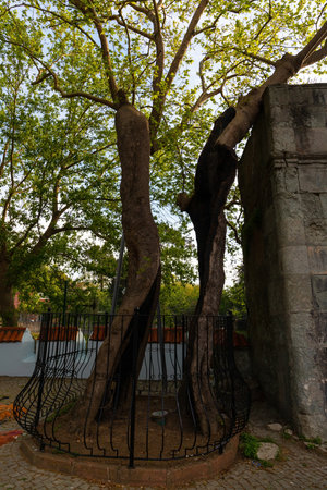 A large green tree made of two halves. Rumeli kavagy. Istanbul. Turkiye.のeditorial素材