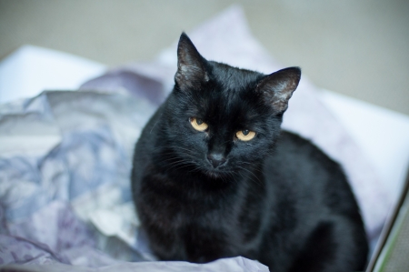 black cat with yellow eyesの写真素材