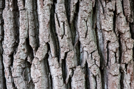 bark pattern