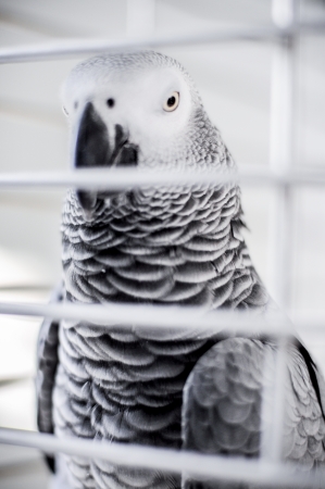 parrot in the bird の写真素材