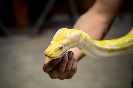 man holding dangerous yellow snake