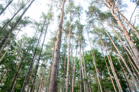 calm forrest with pine trees
