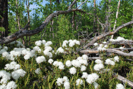 Ledumの写真素材