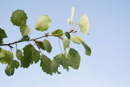 Greenery of birch leaves of the of the taiga forestの写真素材