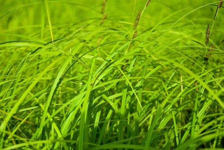  Not ob'yatnye wide spread of country of green grass