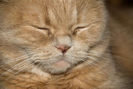 Muzzle of azarnogo of fluffy home beastの写真素材