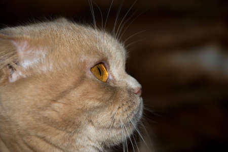 Muzzle of azarnogo of fluffy home beastの写真素材