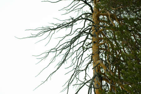 Be single pine-tree on a background blue skyの写真素材