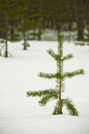 A little pine-tree is in the winter thick forestの写真素材