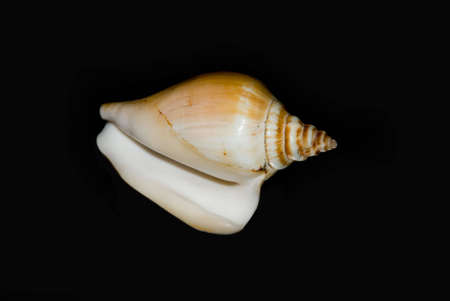 Marine cockleshell with otrozheniem on a black background