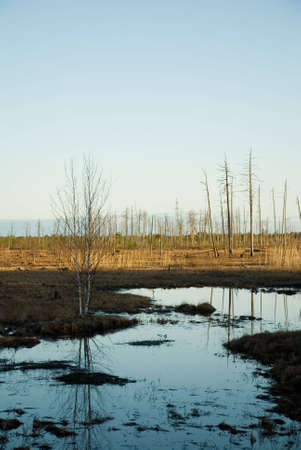 Shallow aquatic grass of north bogs