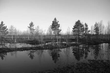 Shallow aquatic grass of north bogsの写真素材