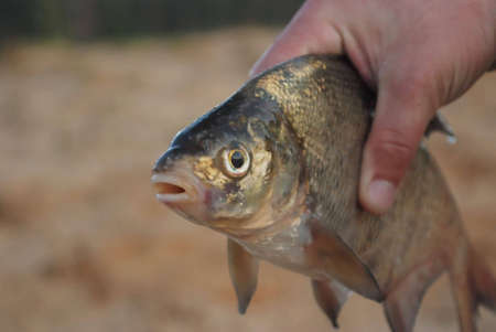 Ryba is pike Perch, local reservoirsの写真素材