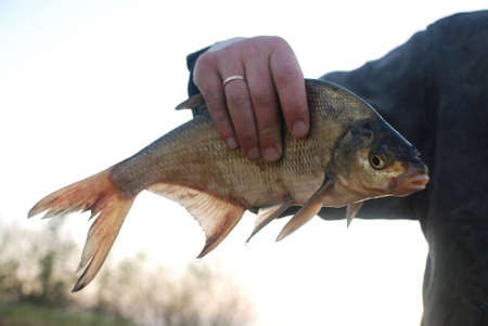 Ryba is pike Perch, local reservoirsの写真素材