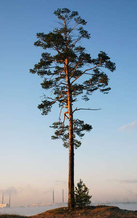 Razmashestost' of pine branches on a background boundless spacesの写真素材