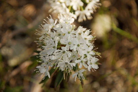 The small fly on a flower of a labrador teaの写真素材