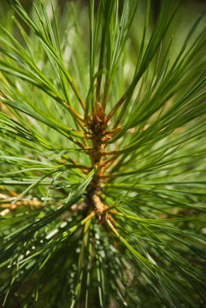 Young cedar