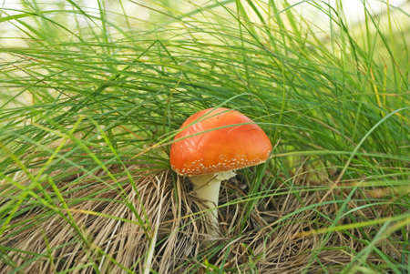 An autumn mushroom growing in lachakh sunsの写真素材