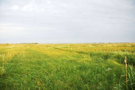 Bounless elbowrooms green meadow in Siberiaの写真素材