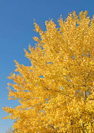 Gold aspen on a background of the blue sky