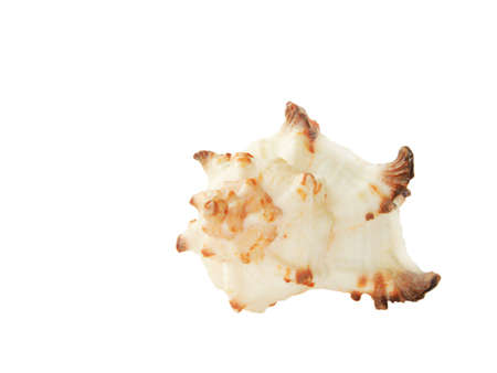 Sea cockleshell on a white background