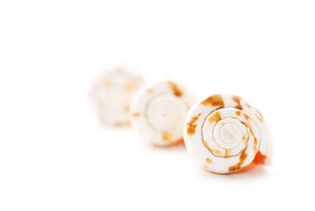 Sea cockleshells on whiteの写真素材