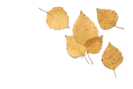 Dry leaves of a birchの写真素材