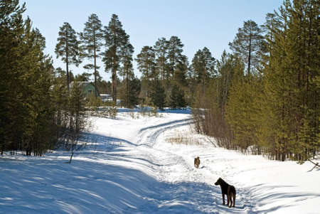 Country roadの写真素材