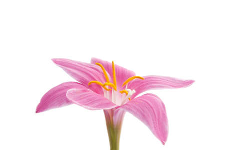 Flower on a white backgroundの写真素材