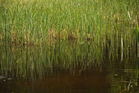 Green grass growing in water