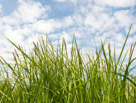 Open spaces of a green grass on a background of the blue sky