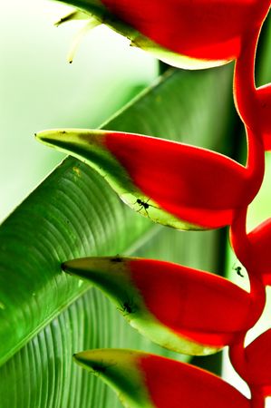 plant. bugs, antsの写真素材