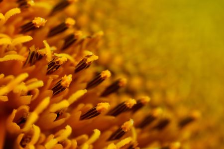 sunflower, flower, macroの写真素材