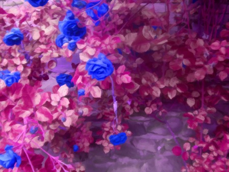 Rose bush on stonewall digital drawing. Invert colorsの写真素材