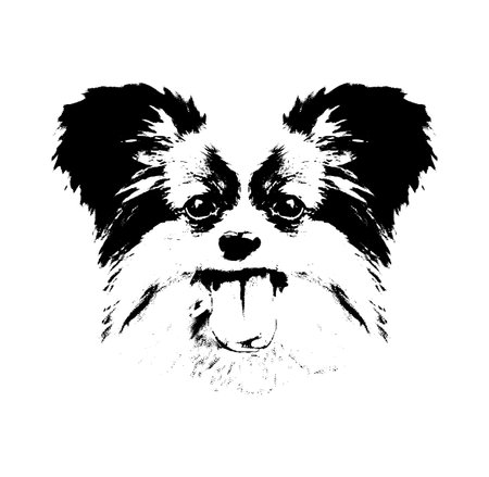 Papillon head isolated on white background. Dog portrait. Black and white colors. Monochromaticのイラスト素材