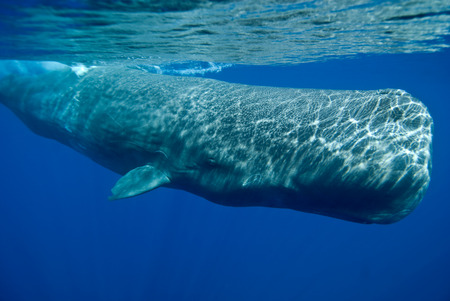 Front cachaloteの写真素材