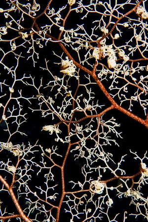 seastar background basketの写真素材