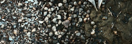 Seashell's washed to shore