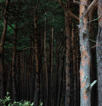 Pine tree forestの写真素材