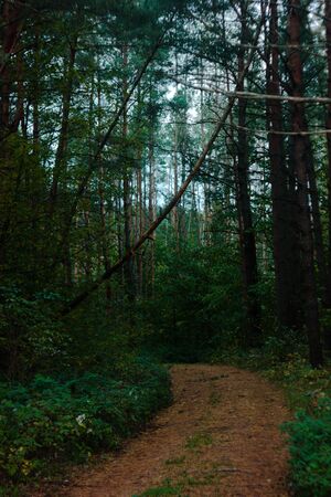 Pine forest with falling three above dirt path