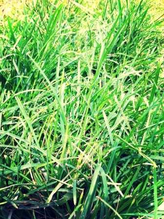 Grass of the land