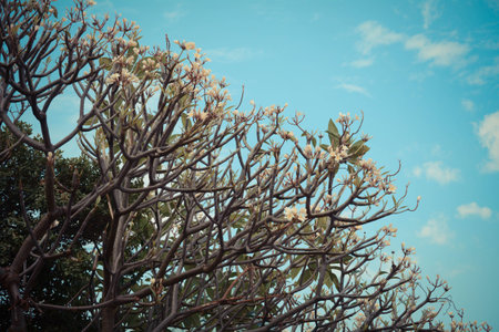 flowerの写真素材