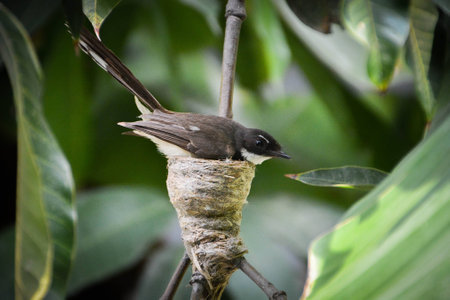 Bird Birdの写真素材