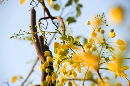 yellow flower of summer.の写真素材
