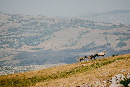 A line of wild horses crosses a golden hillside under a clear sky, surrounded by vast rolling landscapes. This peaceful moment highlights the spirit of freedom and the beauty,の写真素材