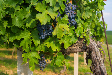 Blue grapesの写真素材