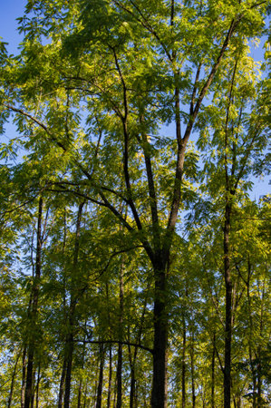 Treesの写真素材