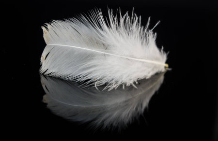 White featherの写真素材