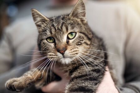 Man at home holding his lovely cat. Cute kitten with green eyes. Pets and lifestyle concept.の写真素材