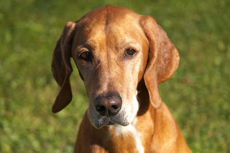 Beautiful dog portrait of brown pointer, hunting dog. Dog female sitting on the garden and looking to camera. Lovely sunny day, green grass.の写真素材
